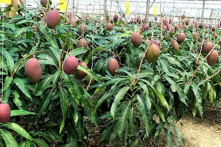 【2024年発送】高安マンゴー園　贈答用　F・Dマースマンゴー糸満　2kg　（3～5玉）