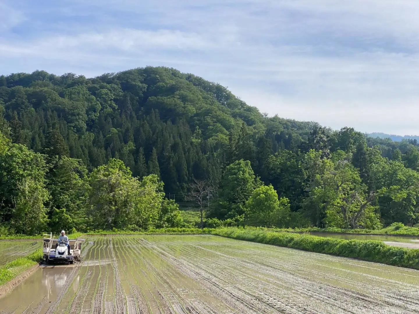 【令和８年産米 先行予約】山形県小国町産　雪若丸10kg　きせつ家