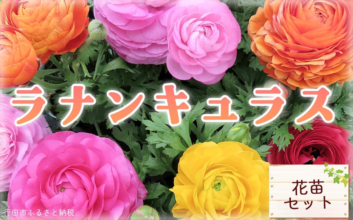 
            ラナンキュラス　寄せ植え　10寸鉢 ／ ラナンキュラス 寄せ植え 10寸鉢 花 鉢植え ガーデニング 観賞用 色鮮やか インテリア 玄関 手入れ お花 鑑賞 埼玉県 No.024
          