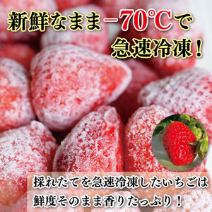 訳あり いちご 冷凍 苺 1.4kg いちご