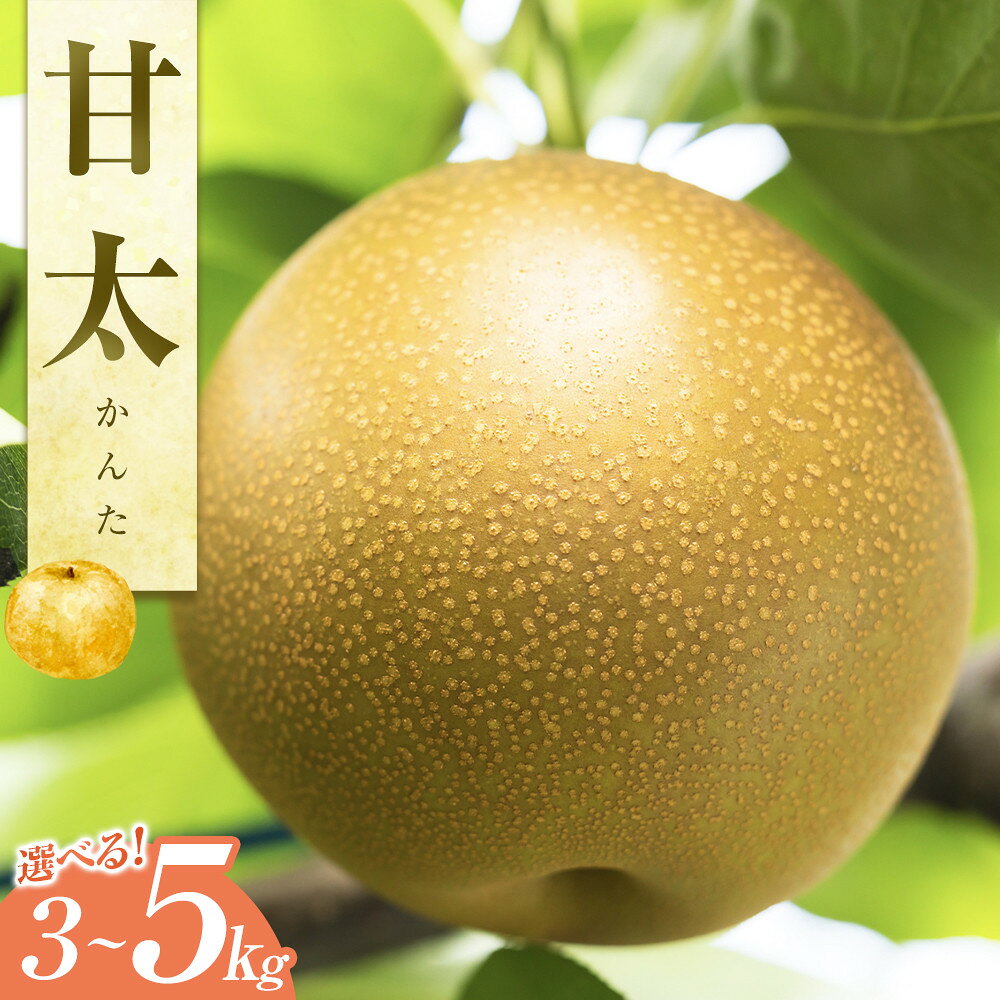 【ふるさと納税】【容量が選べる】甘太（かんた）3kg又は5kg（JA） ※2026年9月下旬～10月上旬頃に順次発送予定 | フルーツ 梨 なし ナシ 甘太 かんた 糖度 秋 旬 果物 くだもの 鳥取県 北栄町