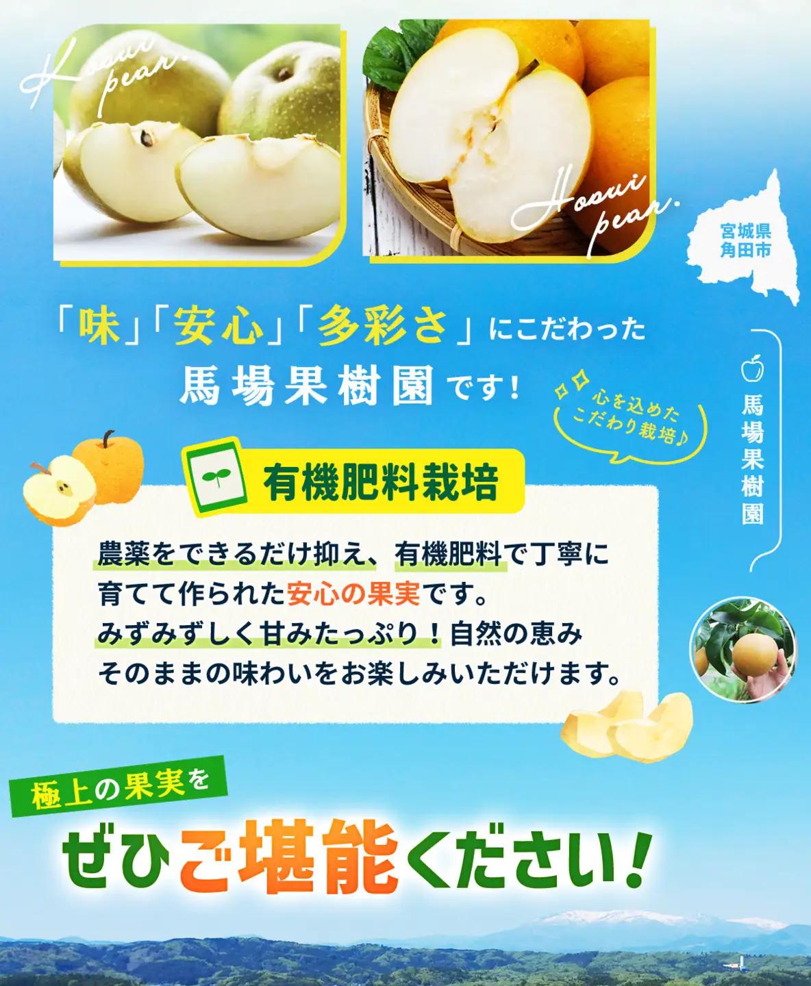 【2026年発送／訳あり】 梨 約5kg 品種おまかせ 馬場果樹園 ｜ 梨