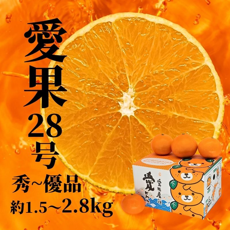 【ふるさと納税】 【2026年12月頃から順次発送】愛果28号 (紅まどんな と同品種) 約1.5kg / 約2.8kg 秀~優品 | 愛果28号 まどんな あいか 柑橘 みかん 果物 くだもの フルーツ おすすめ 高級 人気 お取り寄せ グルメ ギフト 期間限定 数量限定 ご当地 愛媛県 松山市