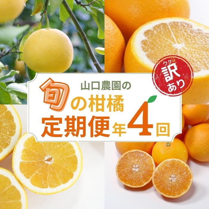 【ふるさと納税】 訳あり 年 4回 定期便 旬 の 柑橘 定期便 （ まどんな ・ 文旦 ・ 甘夏 ・ 河内晩柑 ）フルーツ サブスク 産地直送 農家直送 自宅用 サイズミックス 傷 紅まどんな 愛果28号 ぶんたん あまなつ 愛南ゴールド 和製 グレープフルーツ 愛媛県 愛南町 山口農園