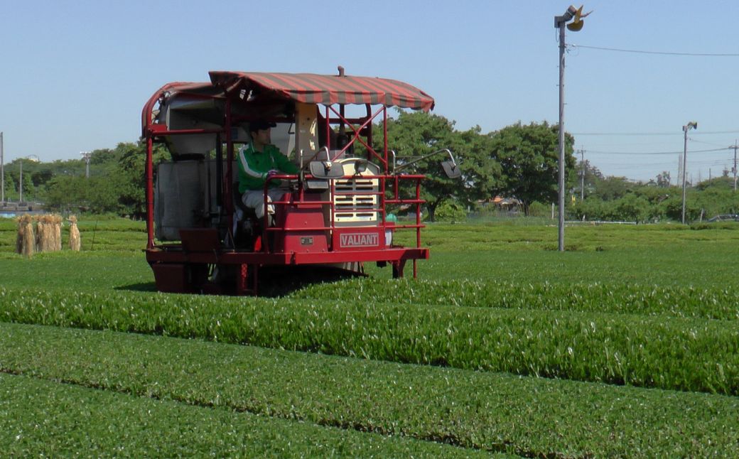 さやま茶 ペットボトル 500ml×24本 | 狭山茶 ペットボトル 茶 お茶 日本茶 緑茶 濃厚 コク 香り 風味 まろやか 美味しい おすすめ ギフト お土産 プレゼント 贈答 新井園本店 埼玉県
