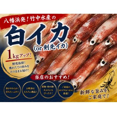 ふるさと納税 八幡浜市 八幡浜発!竹中水産の「白いか1kgアップ」!【D22-291】