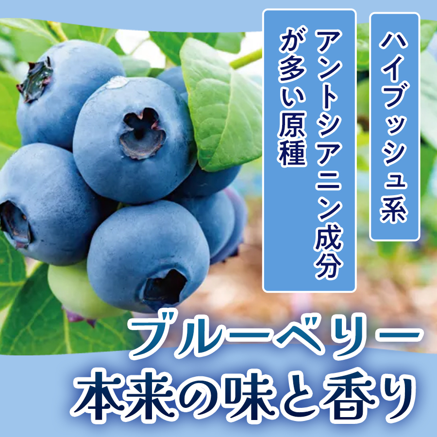 ブルーベリージャム 110g × 3本 ブルーベリー ジャム 自然栽