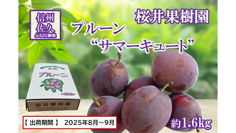 【ふるさと納税】長野県産プルーン『サマーキュート』 家庭用 約1.6kg（400g×4）＜2025年8・9月出荷／北海島・沖縄・離島は配送不可＞信州 果物 旬彩 先行予約 期間限定 国産 【夏を代表するプルーン　サマーキュート 長野県 佐久市 】