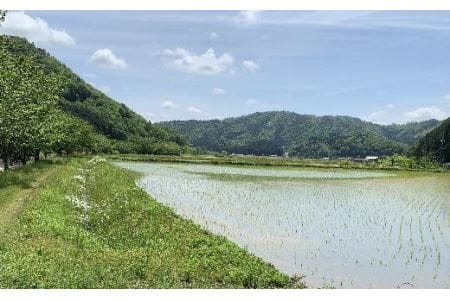 お米のおいしさ伝えたい！特別栽培米コシヒカリ5kg×4 AD16