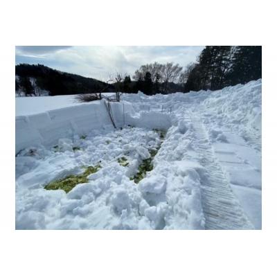 ふるさと納税 妙高市 雪下キャベツ【新潟県妙高市】 |  | 02