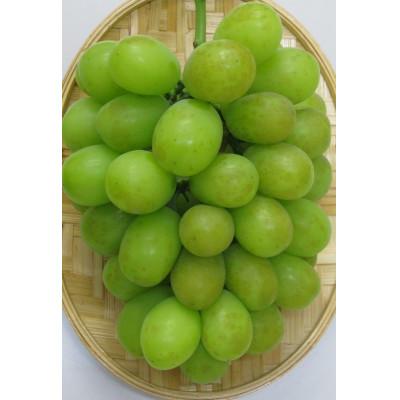 ふるさと納税 高松市 【発送月固定定期便】【ご家庭用】高松市のぶどう【K】全2回