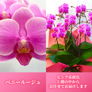 お取り分けできる胡蝶蘭 ミディー胡蝶蘭 ピンク系 8号 7本立ち ラッピング付き 【 胡蝶蘭 】