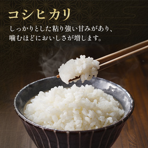 コシヒカリ 無洗米 令和7年産 千葉県産 コシヒカリ【5kg】【定期便2ヶ月】