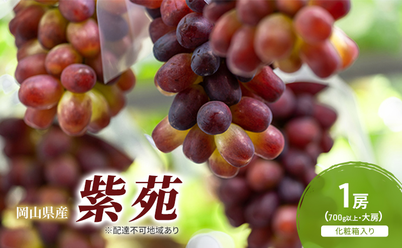 ぶどう 2026年 先行予約 紫苑 1房(700g以上) 化粧箱入り ブドウ 葡萄 岡山県産 国産 フルーツ 果物 ギフト