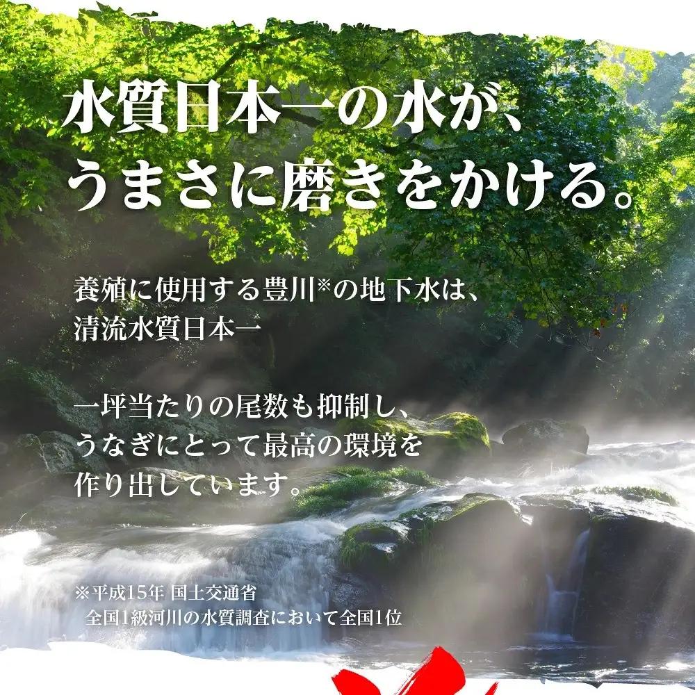 うなぎ 紅白3尾 国産 うなぎ 夏目商店