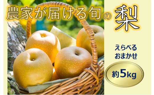 【017-15】信州の梨　品種おまかせ　約５キロ