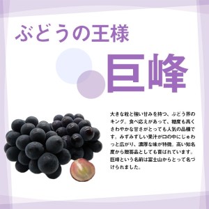 ＜2024年先行予約＞厳選!! 池田青果の巨峰　1.0kg　2房 173-003