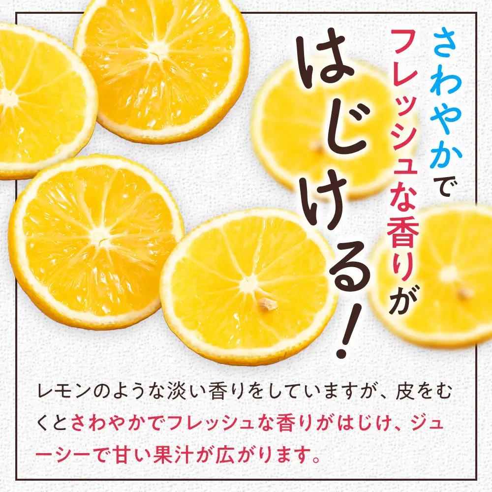 【希少フルーツ】【露地栽培】湘南ゴールド(家庭用)　3kg　2027年3月中旬頃～3月下旬頃発送予定 | 湯河原町 3kg 地域特産品 露地栽培 熟成 柑橘類 フレッシュ
