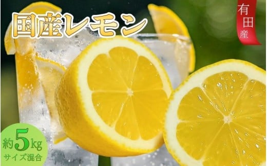 有田産の安心国産レモン約5kg （サイズ混合）【2025年10月中旬～2026年4月下旬頃より順次発送】/檸檬 フルーツ 果物 和歌山 スカッシュ お酒 サワー 料理【TM15】【TM92181-tec938A】