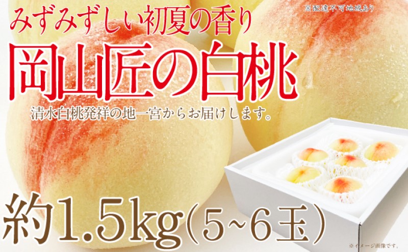 もも 2026年 先行予約 岡山匠の白桃 約1.5kg 5～6玉 犬塚農園 岡山県産  桃 モモ ギフト 初夏 みずみずしい 