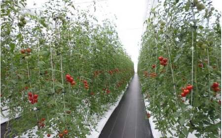 フルーツトマト「トマ糖＊太陽のめぐみ」フルティカ3kg　ALPBI009