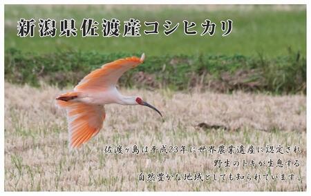 【新米・先行予約】30kg 新潟県佐渡産コシヒカリ30kg(5kg×6)