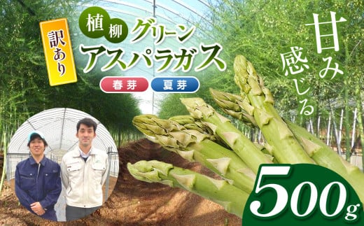  ( 訳アリ品 )  甘み感じる 植柳グリーンアスパラガス（春芽・夏芽）500g  ( 先行予約 2025年 6月 ～ 発送予定 )｜ アスパラ アスパラガス 野菜 山口 美祢 特産品 名産品 旬 500g