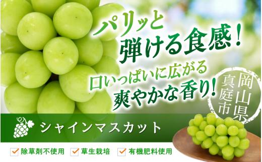 【2026年先行予約】ぶどう 岡山 花笑み農園 『シャインマスカット』約2kg（3～4房） 贈答用 岡山 真庭 シャインマスカット 高級 2kg 贈答 2026 真庭市 大粒 葡萄 果物 フルーツ シ