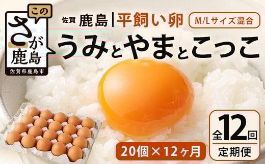 定期便 12回 平飼い卵「うみとやまとこっこ」上田養鶏場 たまご 20個 × 12ヶ月 合計240個 卵 タマゴ ふるさと納税 佐賀県 鹿島市 I-32