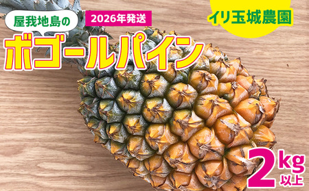 2026年「屋我地島のボゴールパイン」2kg以上【屋我地島　イリ玉城農園】 沖縄 屋我地島 ボゴール パイナップル ぱいん 県産 名護市 なご ２キロ 送料無料 ご当地 ふるさと納税 お取り寄せ 果物 くだもの 果実 青果物 デザート フルーツ おやつ