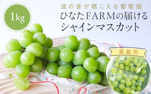 
                  【家庭用】波の音が聴こえる葡萄畑 ひなたFARM シャインマスカット【シャインマスカット マスカット 果物 フルーツ シャイン ぶどう 葡萄 鳥取県産 鳥取 北栄町 おすすめ 人気】
                