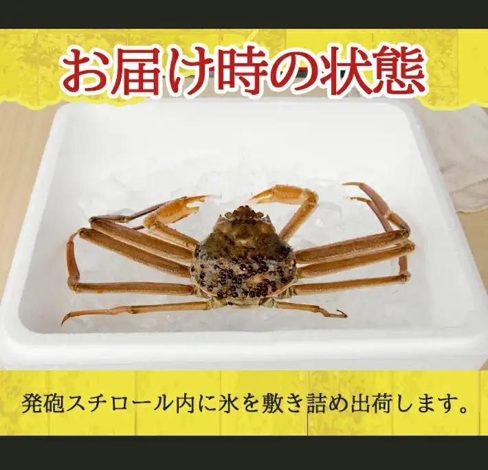 生・本ズワイガニ 1匹 350g程度 遊佐沖 10月中旬～12月下旬頃お届け 冷蔵便 ※着日指定・離島（沖縄県を含む）発送不可 1人前 東北 山形県 庄内地方 日本海 カニ 蟹 かに 海産物 シーフー