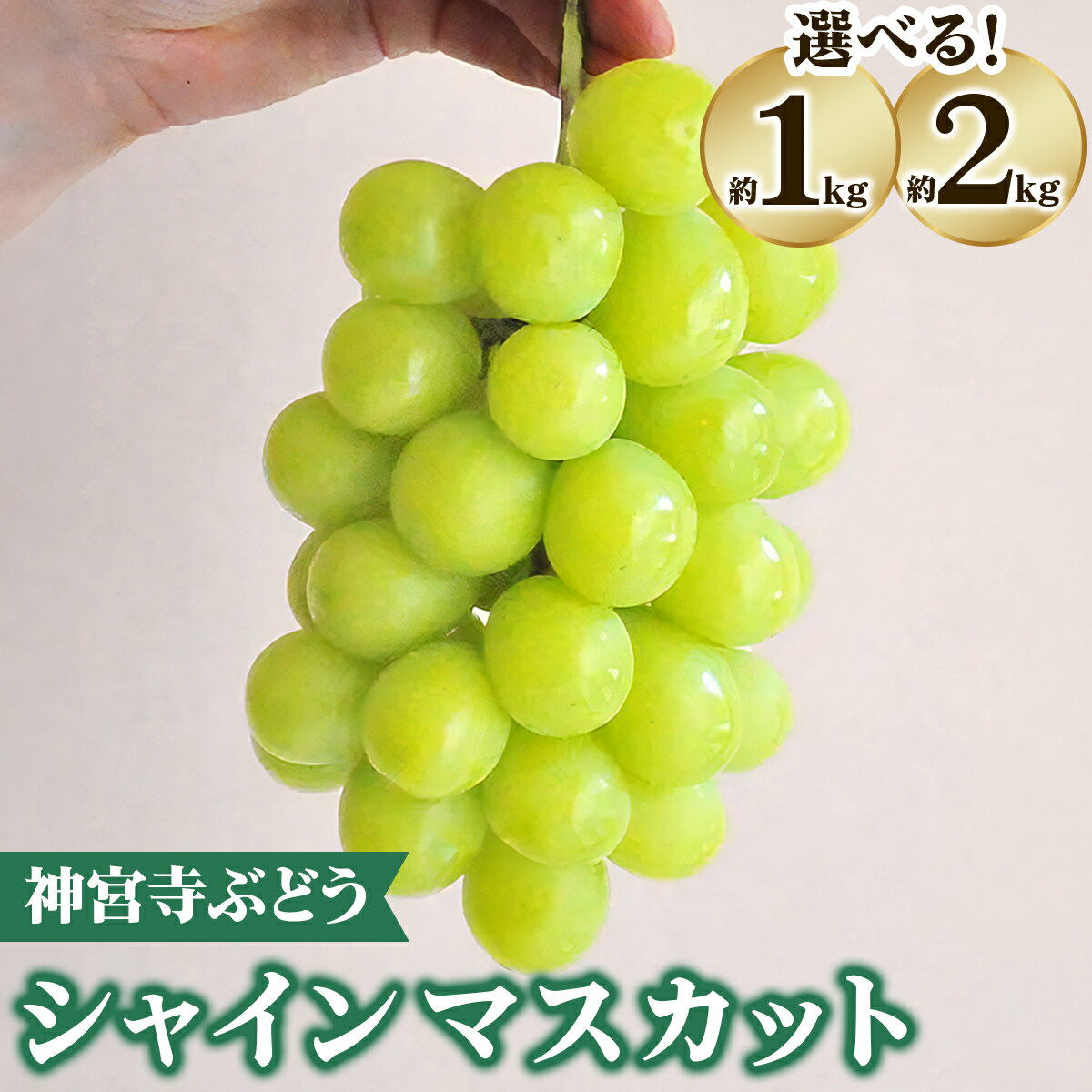 【ふるさと納税】[先行予約] 神宮寺ぶどう シャインマスカット (選べる内容量：1kg／2kg)｜ブドウ 葡萄 くだもの 果物 フルーツ [0320-0322]