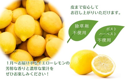 【2026年先行予約】みどり認定 ハウス栽培イエローレモン 2.3kg 国産レモン 香川 柑橘類 レモン　 