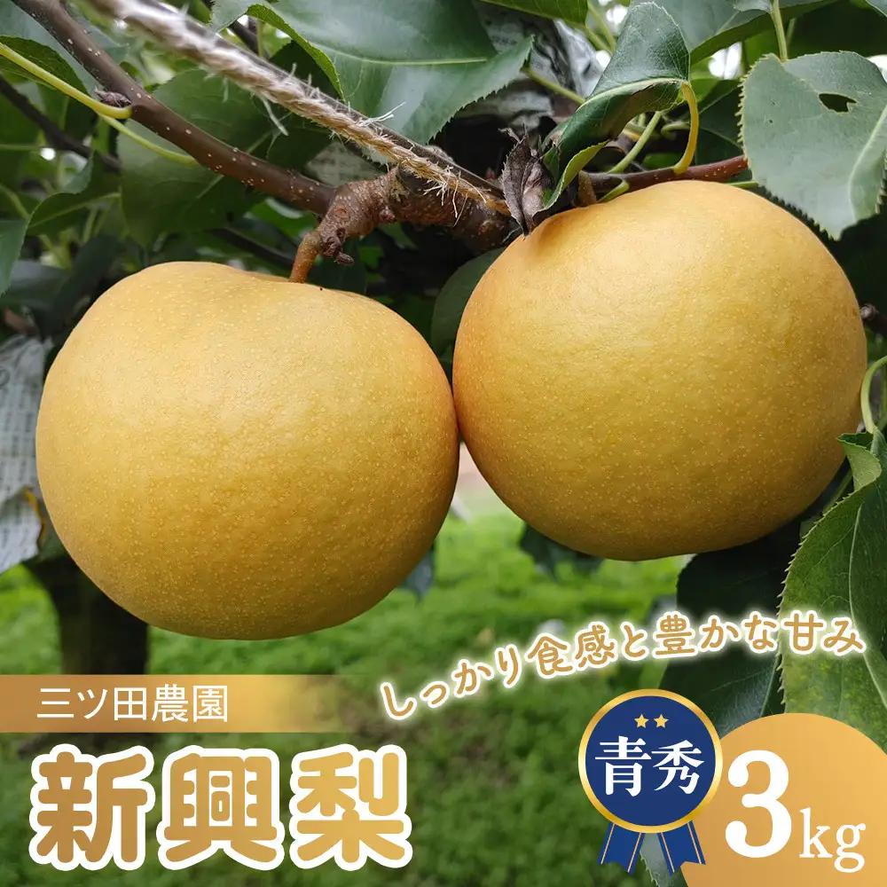 梨 三ツ田農園 新興梨 (青秀)3kg 10月頃お届け
