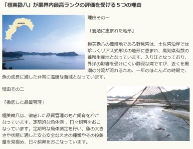 カンパチ 勘八 2節 セット 高級 魚 極美勘八 産地直送 刺身 ぶりしゃぶ 照り焼き 刺し身  高知県 須崎市 ( カンパチ 極美勘八 養殖 カンパチ 勘八 須崎 カンパチ 野見湾産 カンパチ ) 