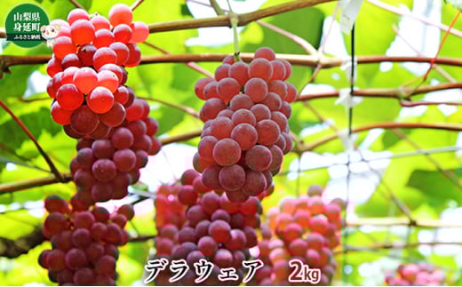 デラウェア約2kg[№5530-0305]