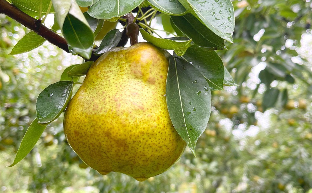 白鷹町産ラ・フランス5kg