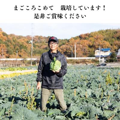 ふるさと納税 瀬戸内市 瀬戸内牛窓産 サボイキャベツ 約1.8kg(2〜3玉)[No.5735-1022] |  | 03