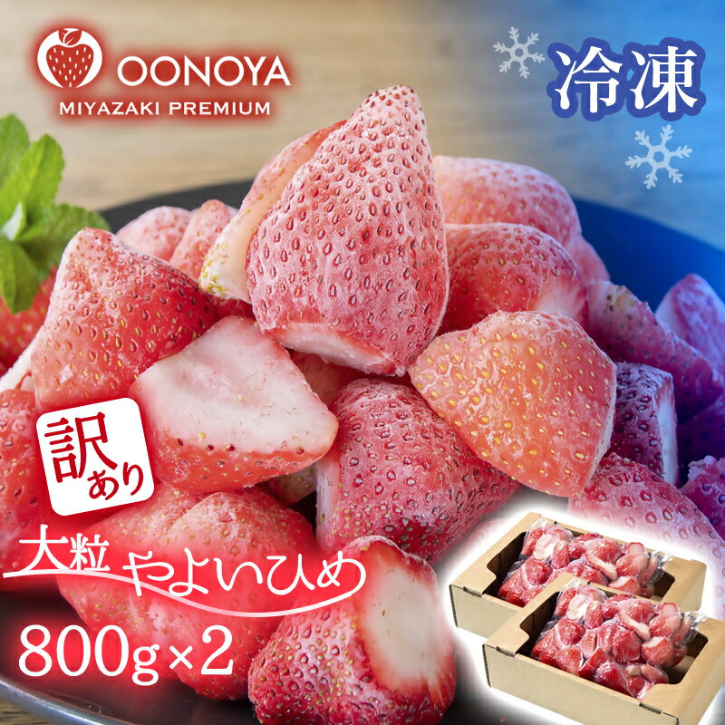 【ふるさと納税】「訳あり」苺大野屋 厳選 完熟「冷凍」いちご「やよいひめ」1.6kg（800g×2） 冷凍 宮崎 西都市 苺 果物 フルーツ＜1.2-67＞