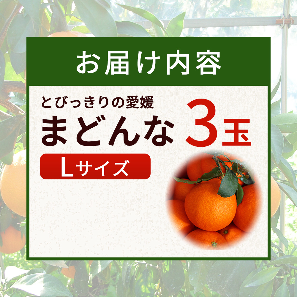 紅まどんなと同品種！＜とびっきりの愛媛 まどんな（３玉）＞マドンナ 愛媛果試第28号 果物 柑橘 フルーツ 産地直送 西宇和 愛媛県 西予市