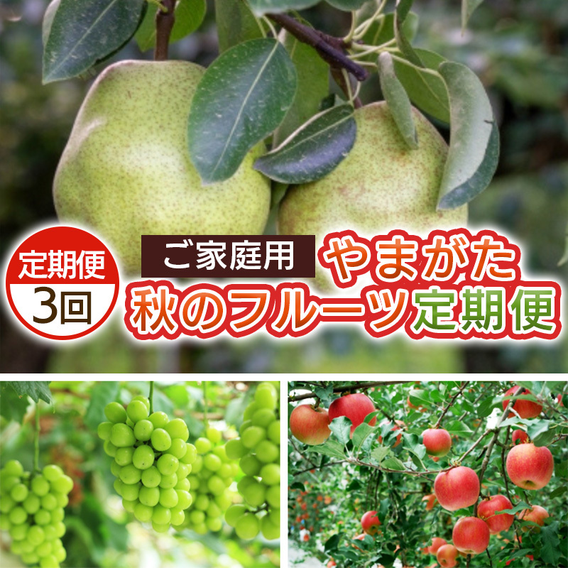 【定期便3回】ご家庭用 やまがた秋のフルーツ定期便 【令和8年産先行予約】FS25-695