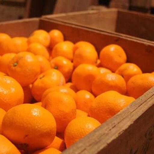 蔵出しみかん5kg　S・SSサイズお任せ  和歌山県より農園直送 【北海道・沖縄県・一部離島 配送不可】