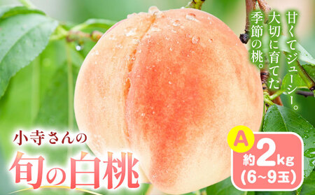小寺さんの旬の白桃 約2kg 6～9玉 小寺壽夫 《7月中旬-8月中旬頃出荷》 岡山県 笠岡市 岡山県産 モモ 果物 フルーツ もも 桃 紅清水 川中島白桃 なつおとめ 加納岩 浅間白桃 st-p
