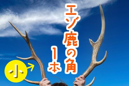 エゾ鹿の角　小1本（北海道・しか・シカ・工作・手作り・DIY・自由研究・自然・キャンプ・アクセサリー）