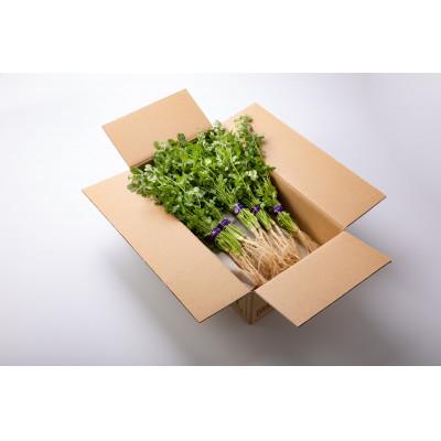 ふるさと納税 岡山市 岡パク(岡山のマイルドなパクチー)　100g×10束