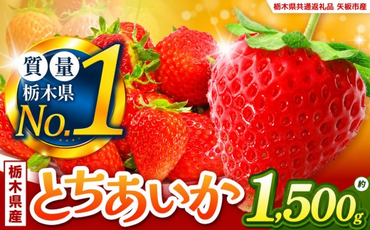 いちご とちあいか 厳選 1.5kg以上【2027年先行予約】 | 苺 イチゴ 栃木県共通返礼品 栃木県矢板市産