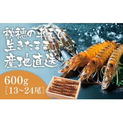 ふるさと納税 山口市 活きあいおえび600g(13〜24尾) D024