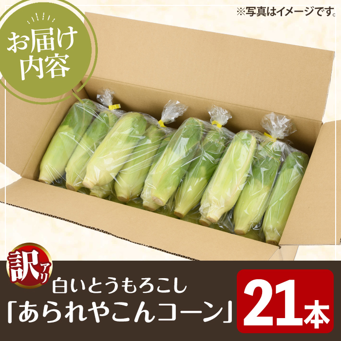 ＜2025年6月中旬以降順次発送予定＞訳あり！白いとうもろこし「あられやこんコーン」(21本) 国産 トウモロコシ 玉蜀黍 ホワイト コーン 野菜 糖度 夏 イネ科 数量限定 期間限定 訳アリ 旬 【