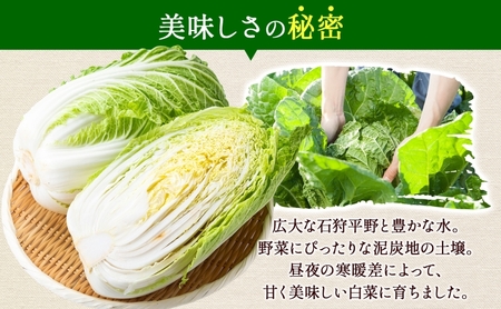 新しのつ産 白菜 2玉 約6kg はくさい ハクサイ 旬 国産 新鮮 北海道産 甘い シャキシャキ 漬物 冬料理 鍋 キムチ サラダ 産地直送 お取り寄せ 北海道 新篠津村 